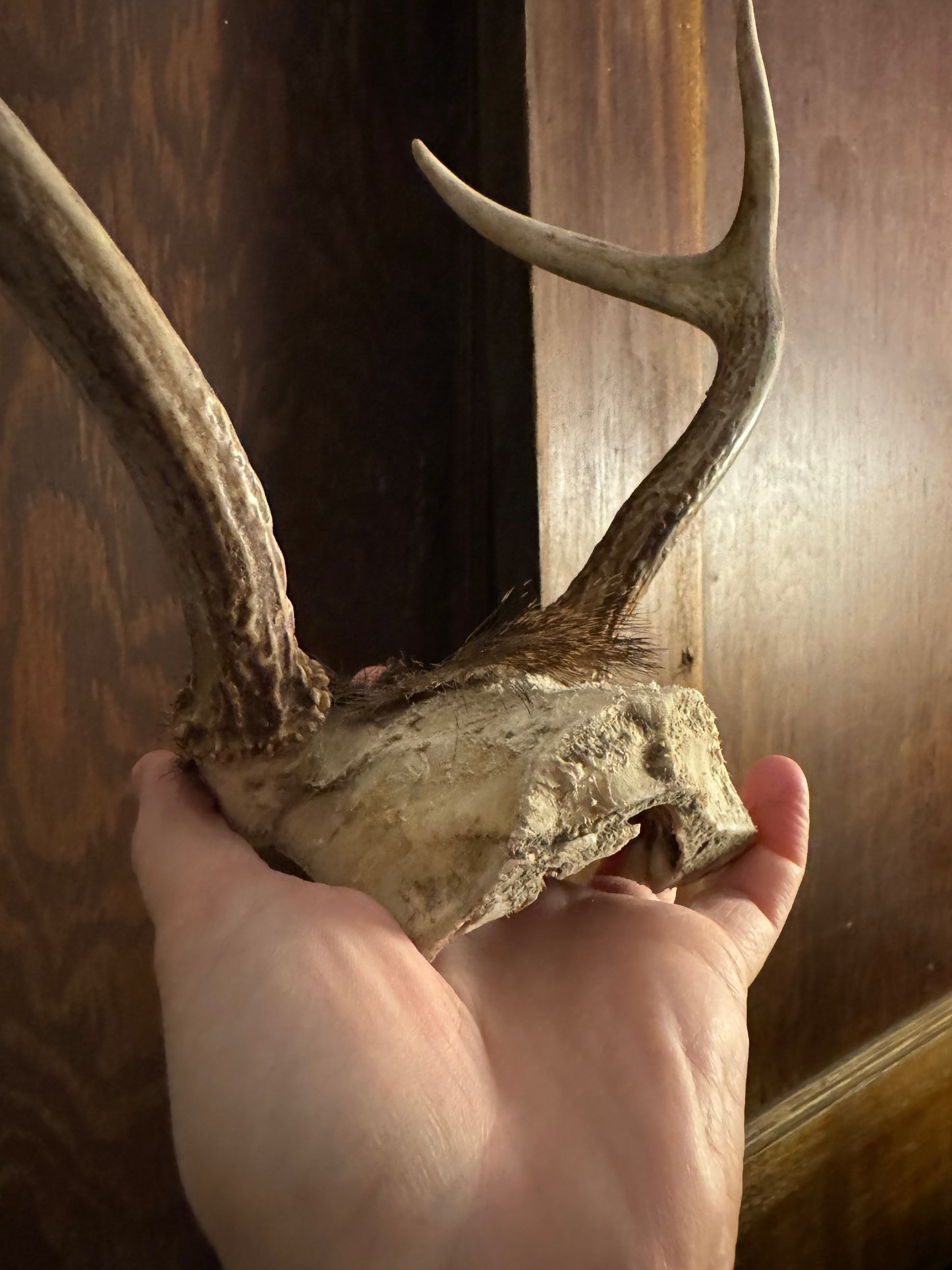 Deer Antler Racks, small, ethically sourced