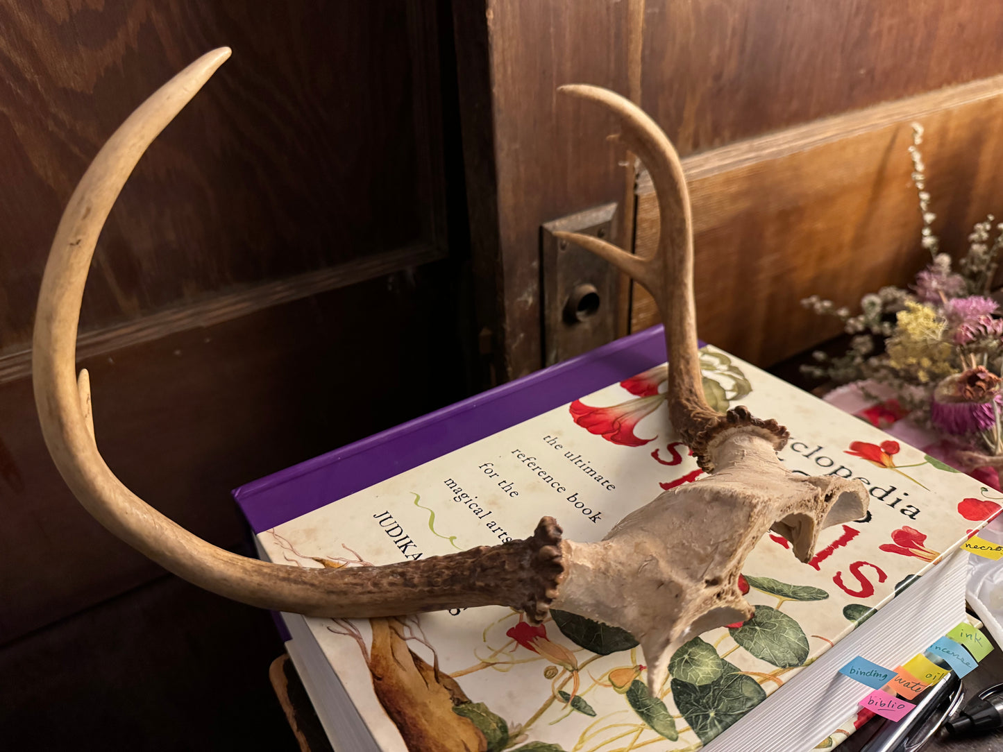 Deer Antler Racks, small, ethically sourced