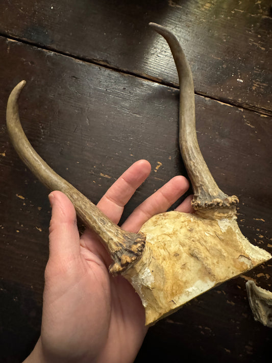 Deer Antler Racks, small, ethically sourced