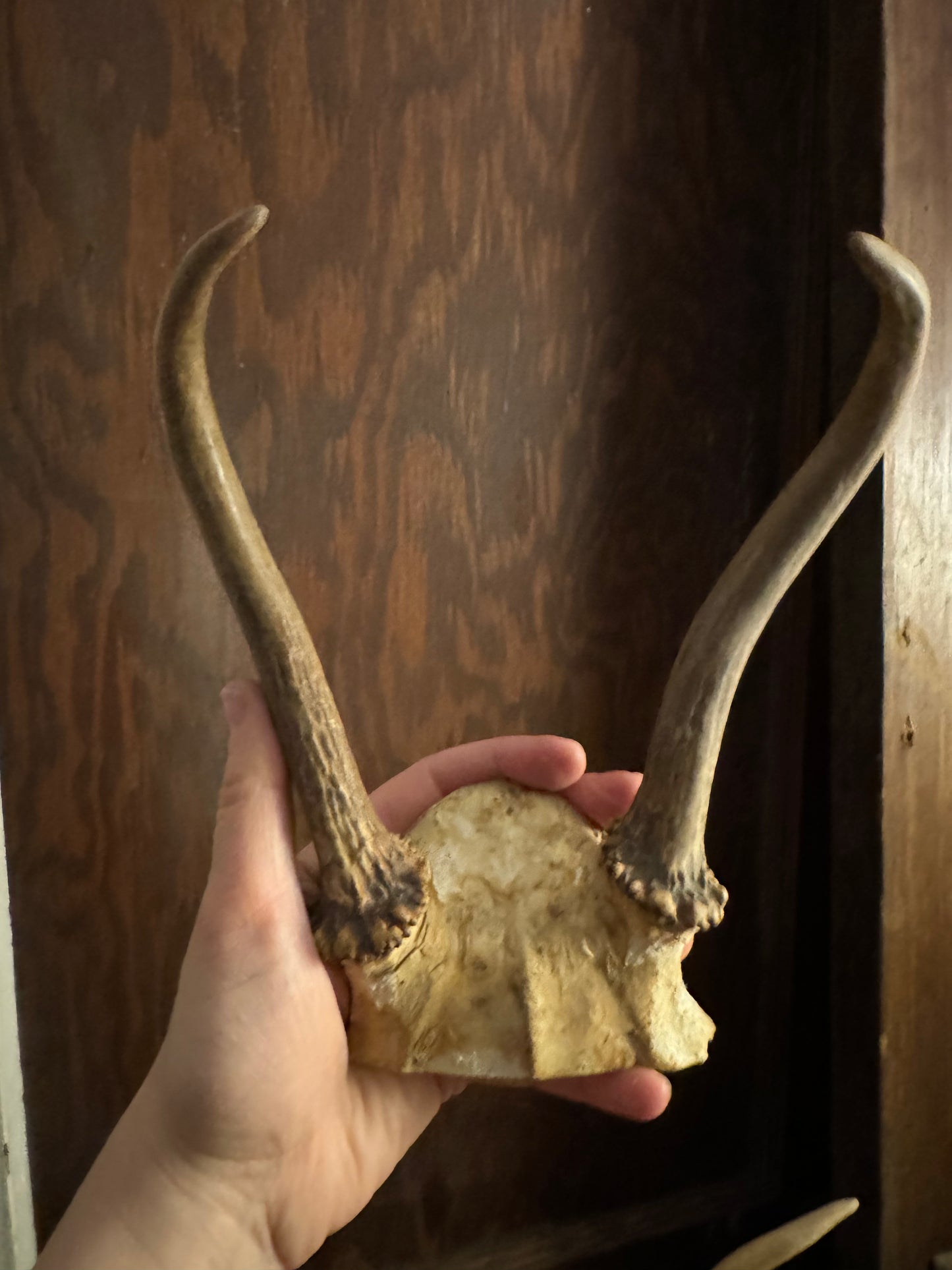Deer Antler Racks, small, ethically sourced