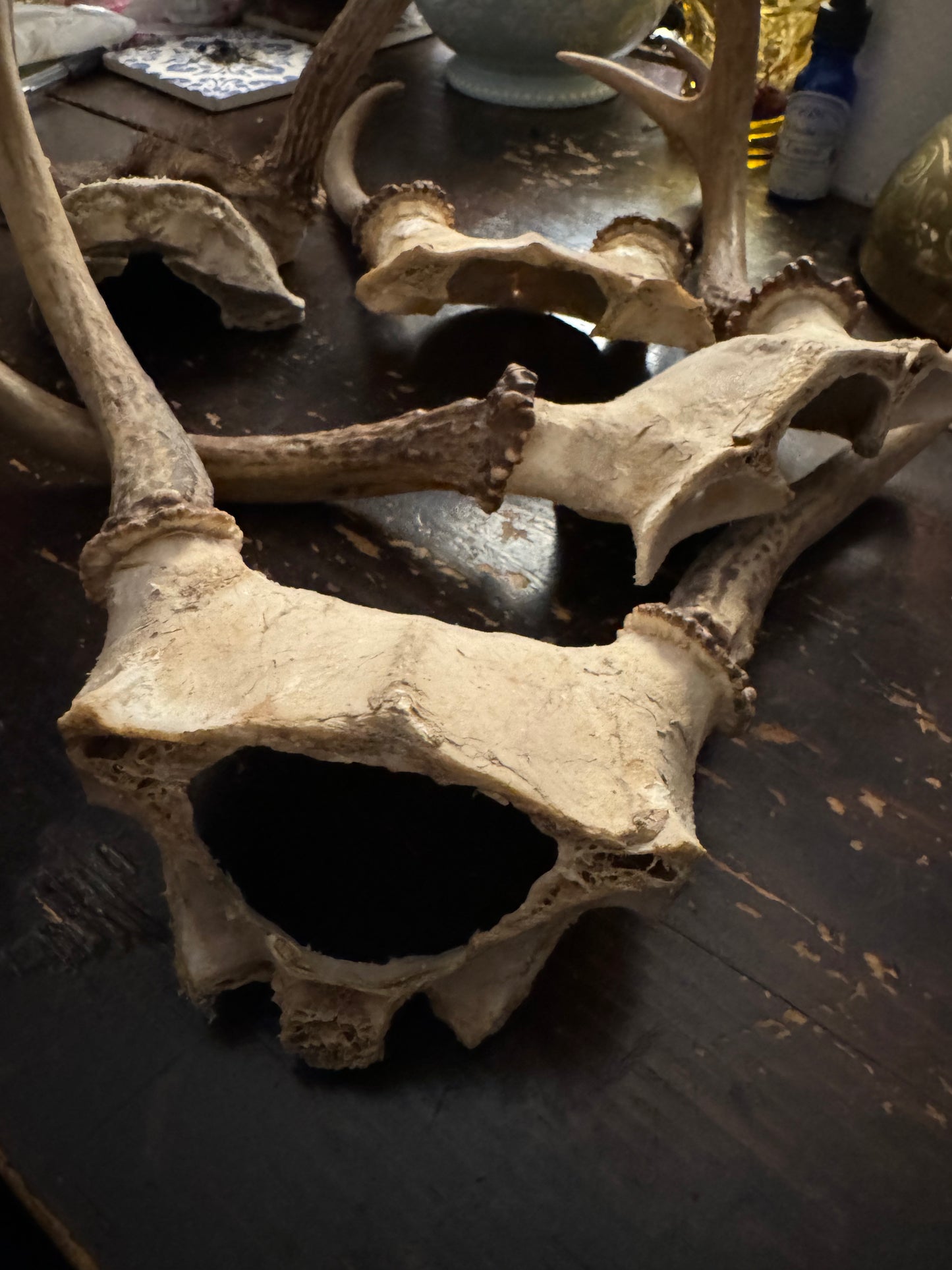 Deer Antler Racks, small, ethically sourced