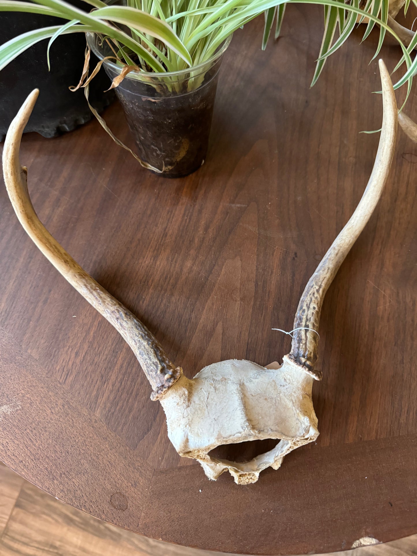 Deer Antler Racks, small, ethically sourced