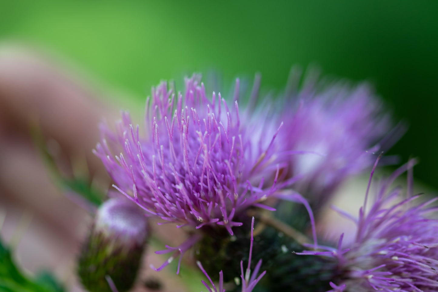 Burdock root, dried, cut, organic