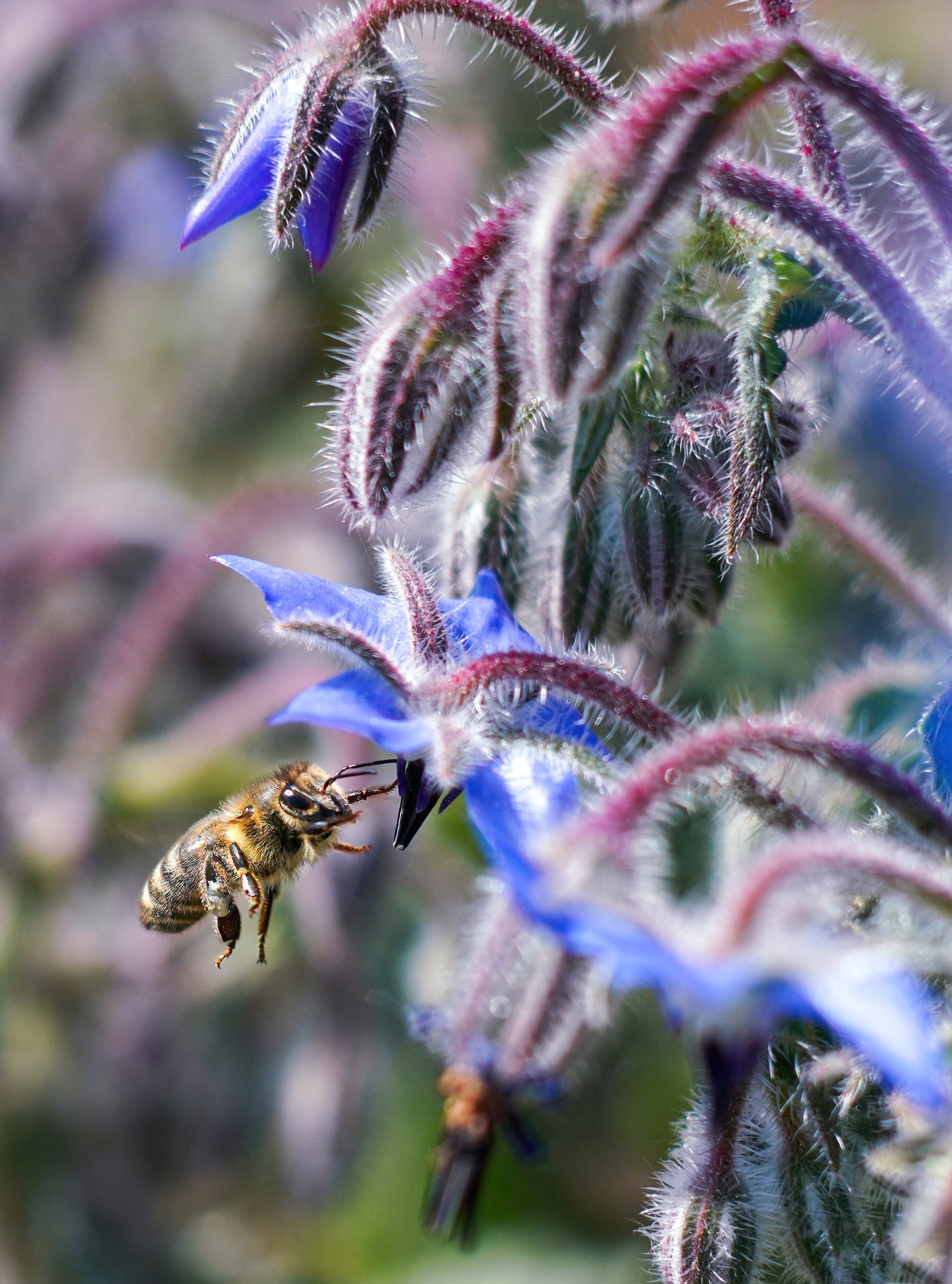 Borage, cut, dried, organic