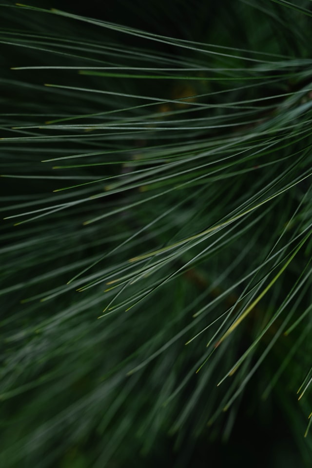 Photo of pine needles by matthew Feeney on Unsplash, featured by the Swallow's Nest in Claremont, NH.