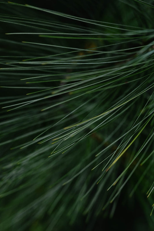 Photo of pine needles by matthew Feeney on Unsplash, featured by the Swallow's Nest in Claremont, NH.