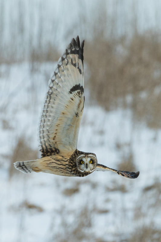Large owl flies across a snowy, winter landscape.