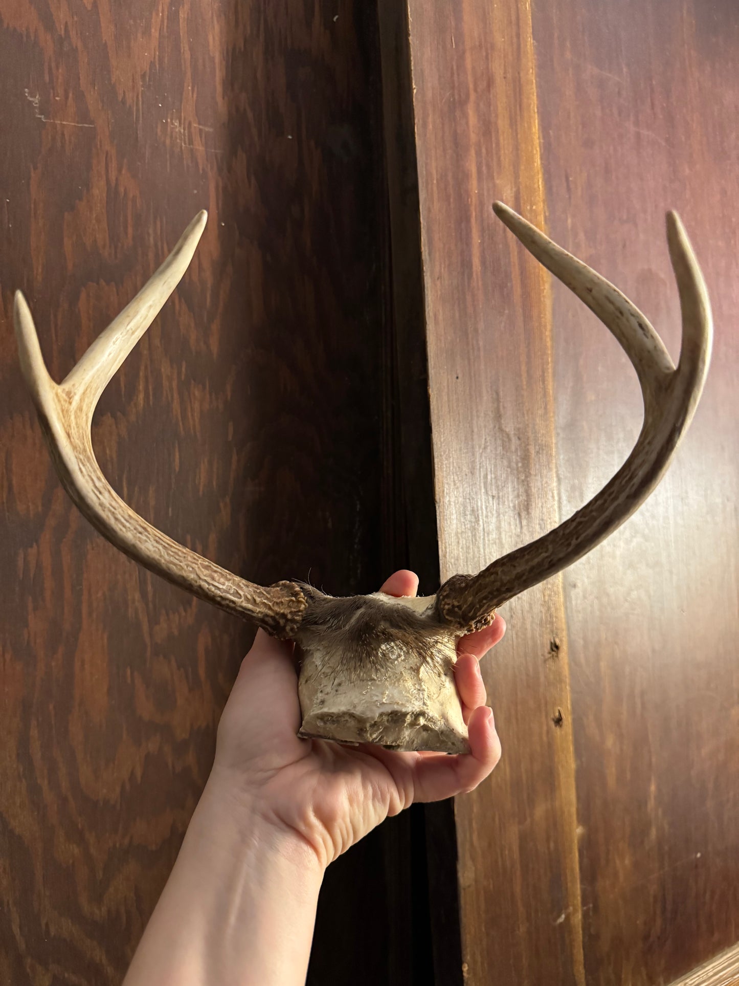 Deer Antler Racks, small, ethically sourced