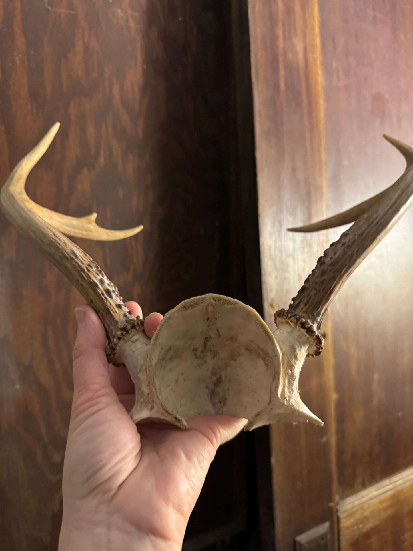 Deer Antler Racks, small, ethically sourced
