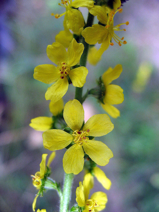 (Photo by: https://www.flickr.com/people/simonjoan/. Photo of agrimony, yellow five petalled flower.)