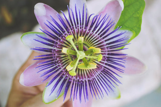 Organic Passion Flower, cut, dried