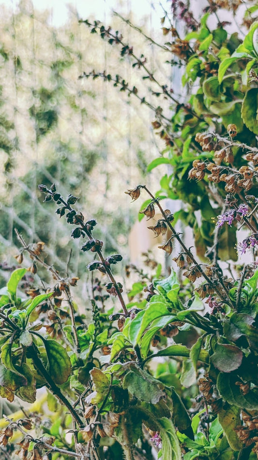 Holy Basil (Tulsi), dried, cut, organic