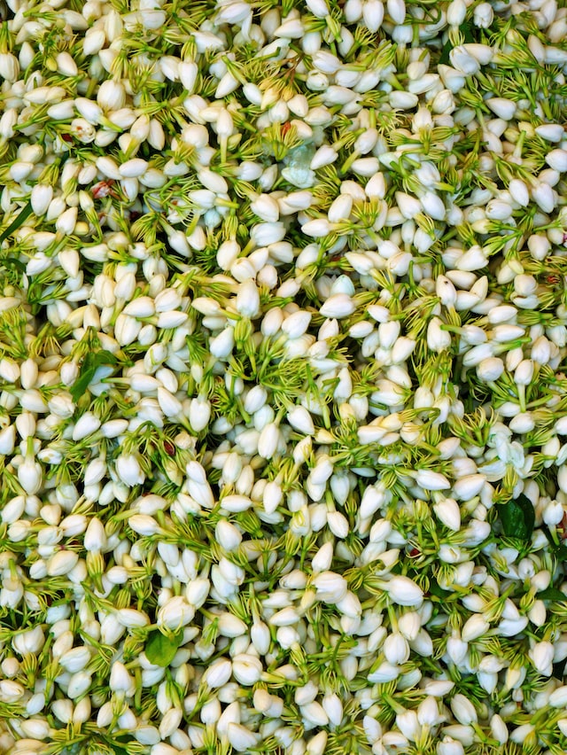 Jasmine Flowers, dried, whole