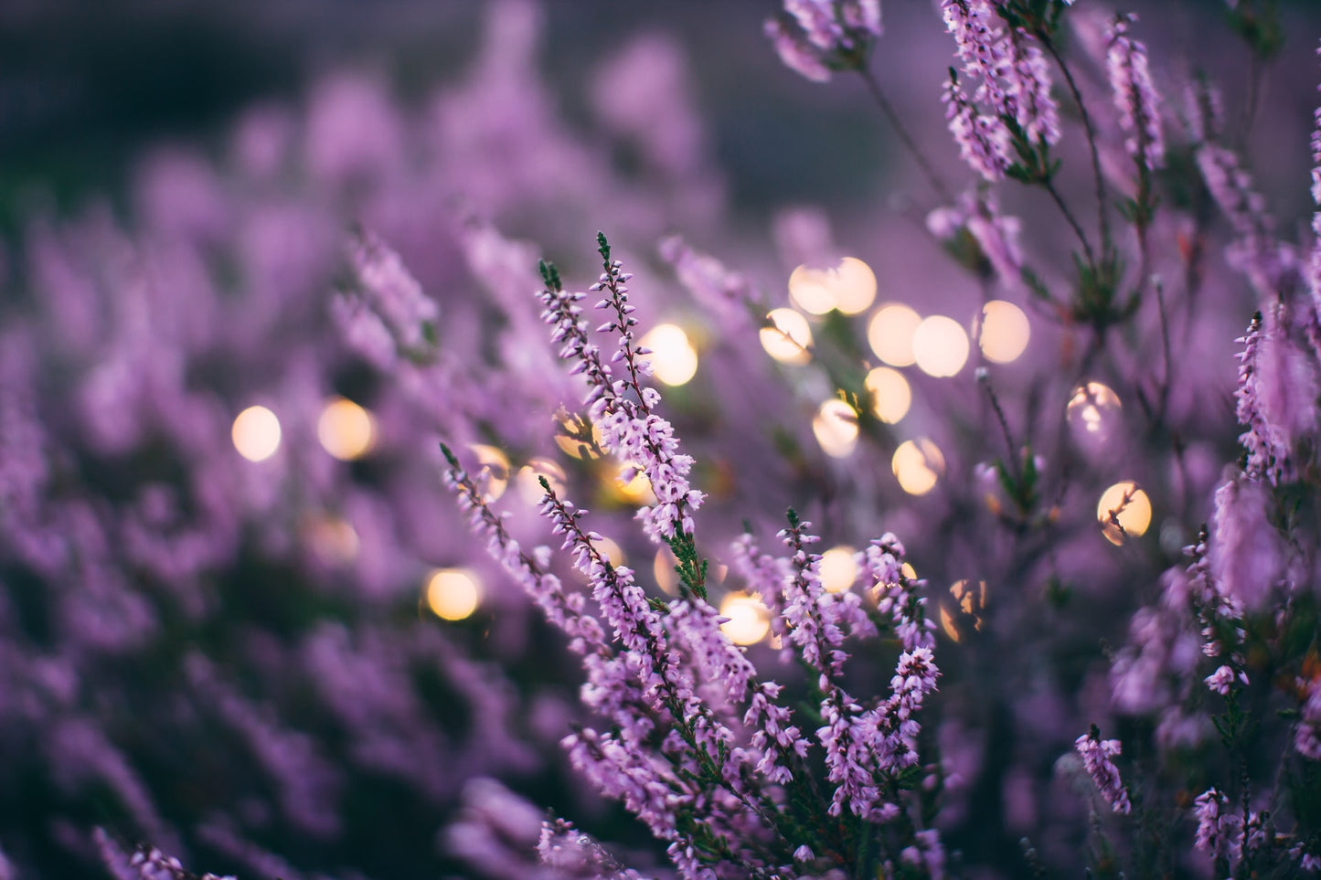 Lavender Flowers, dried, cut, organic