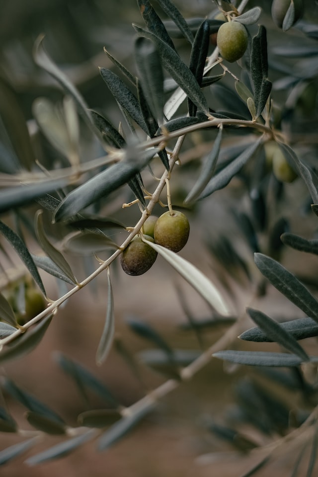 Olive Leaf, dried, organic