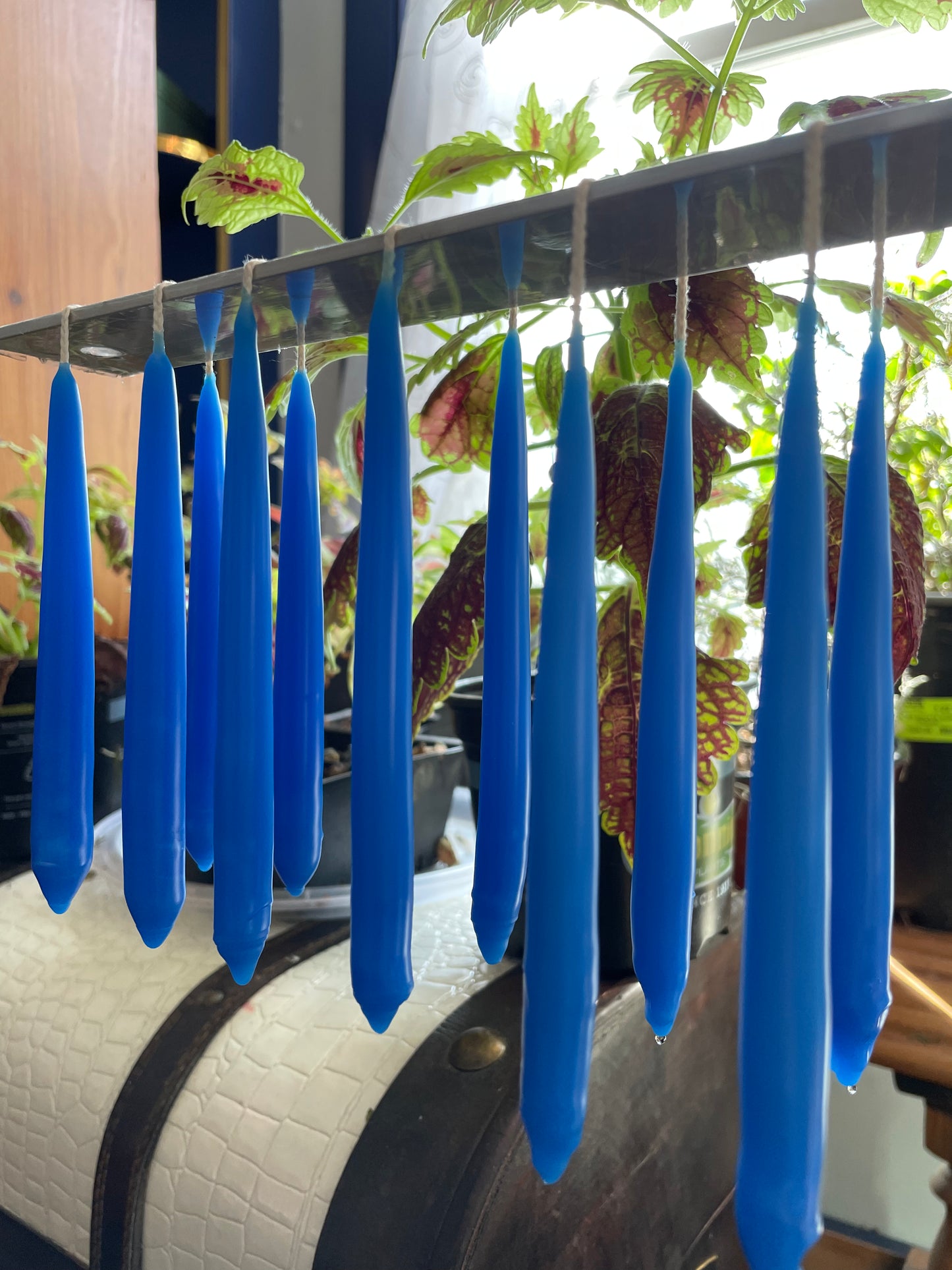 Swallow’s Nest Hand Dipped Beeswax Spell Candles