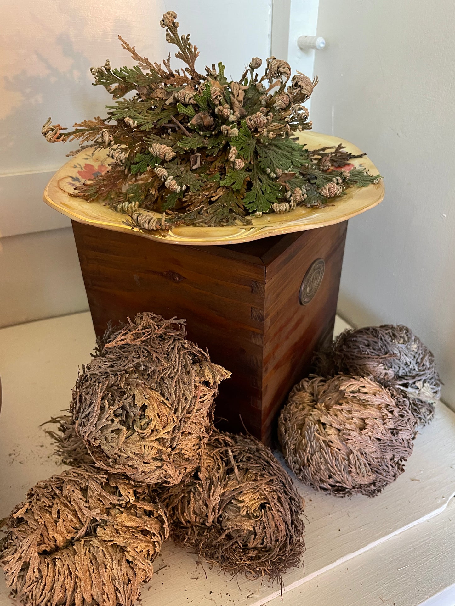 Rose of Jericho