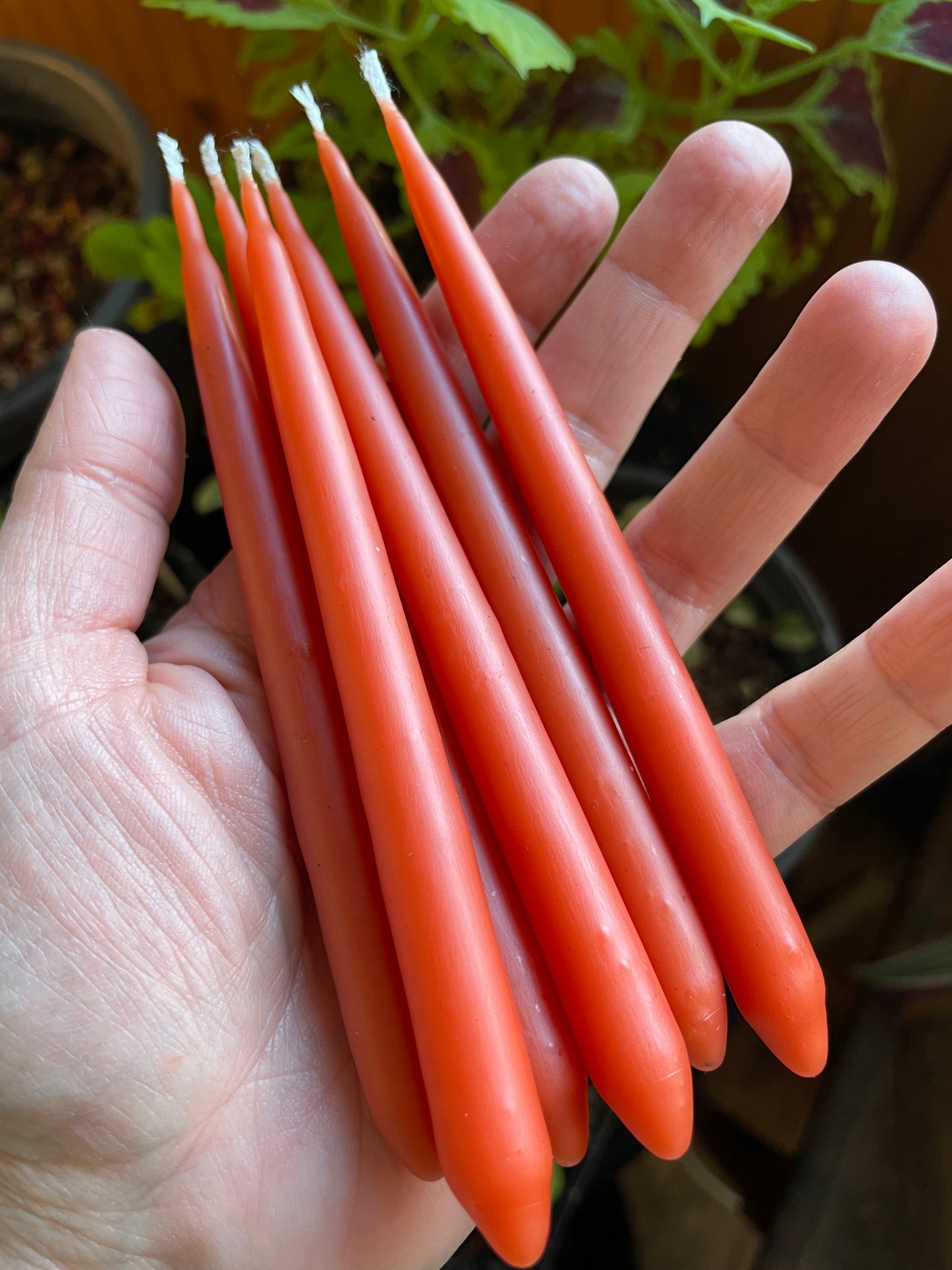 Swallow’s Nest Hand Dipped Beeswax Spell Candles