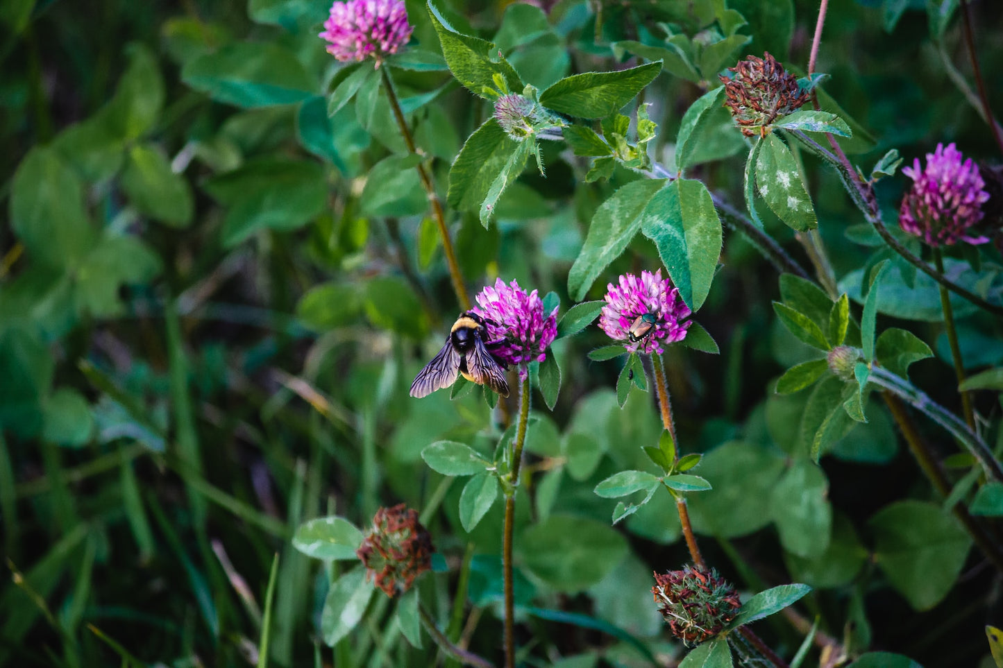 Organic Red Clover, dried and cut