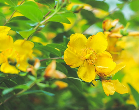 Organic St. John's Wort, dried, cut