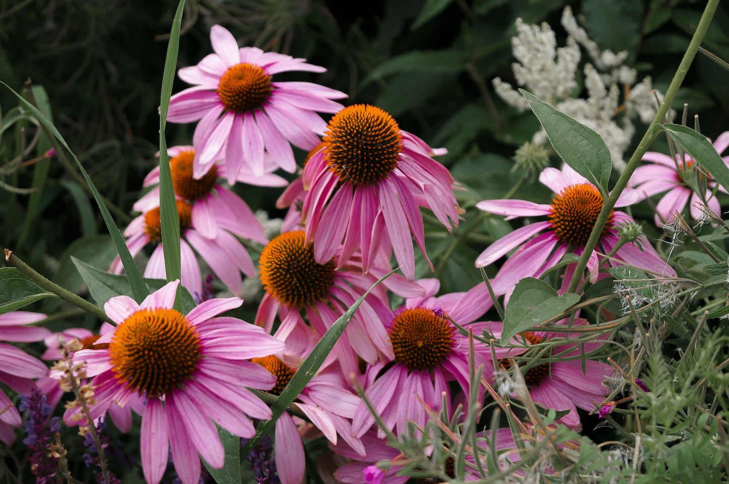 Echinacea purpurea, dried, cut, organic