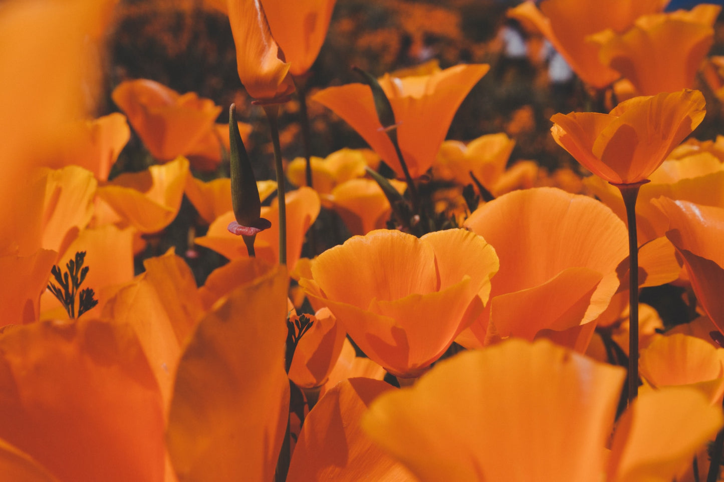 California Poppy, dried, cut, organic