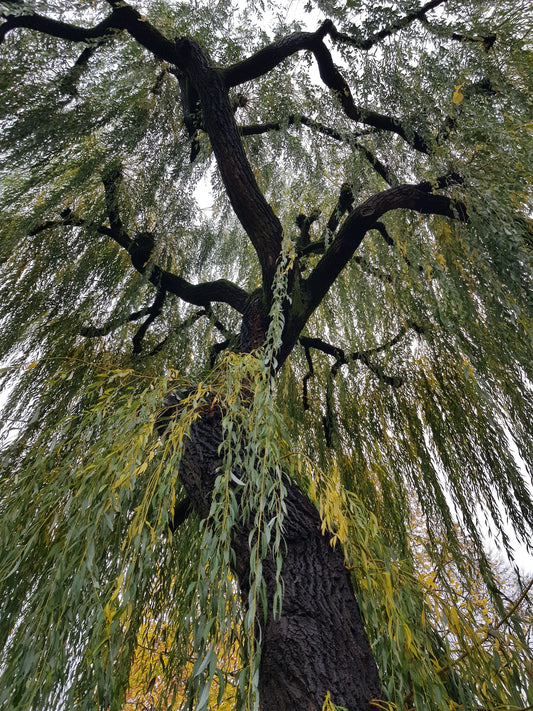 Organic White Willow Bark, dried and cut