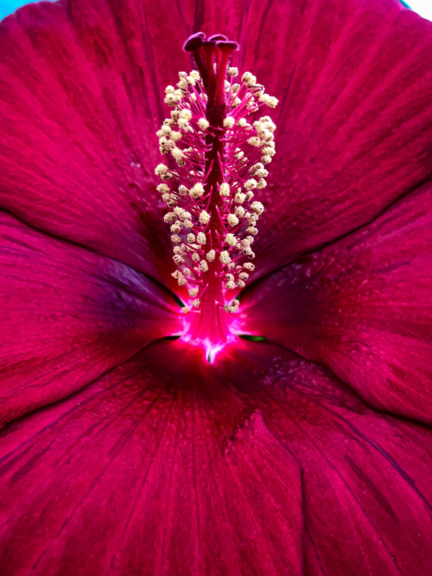 Hibiscus Petals, dried, organic