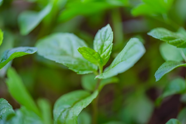 Organic Peppermint, dried and cut