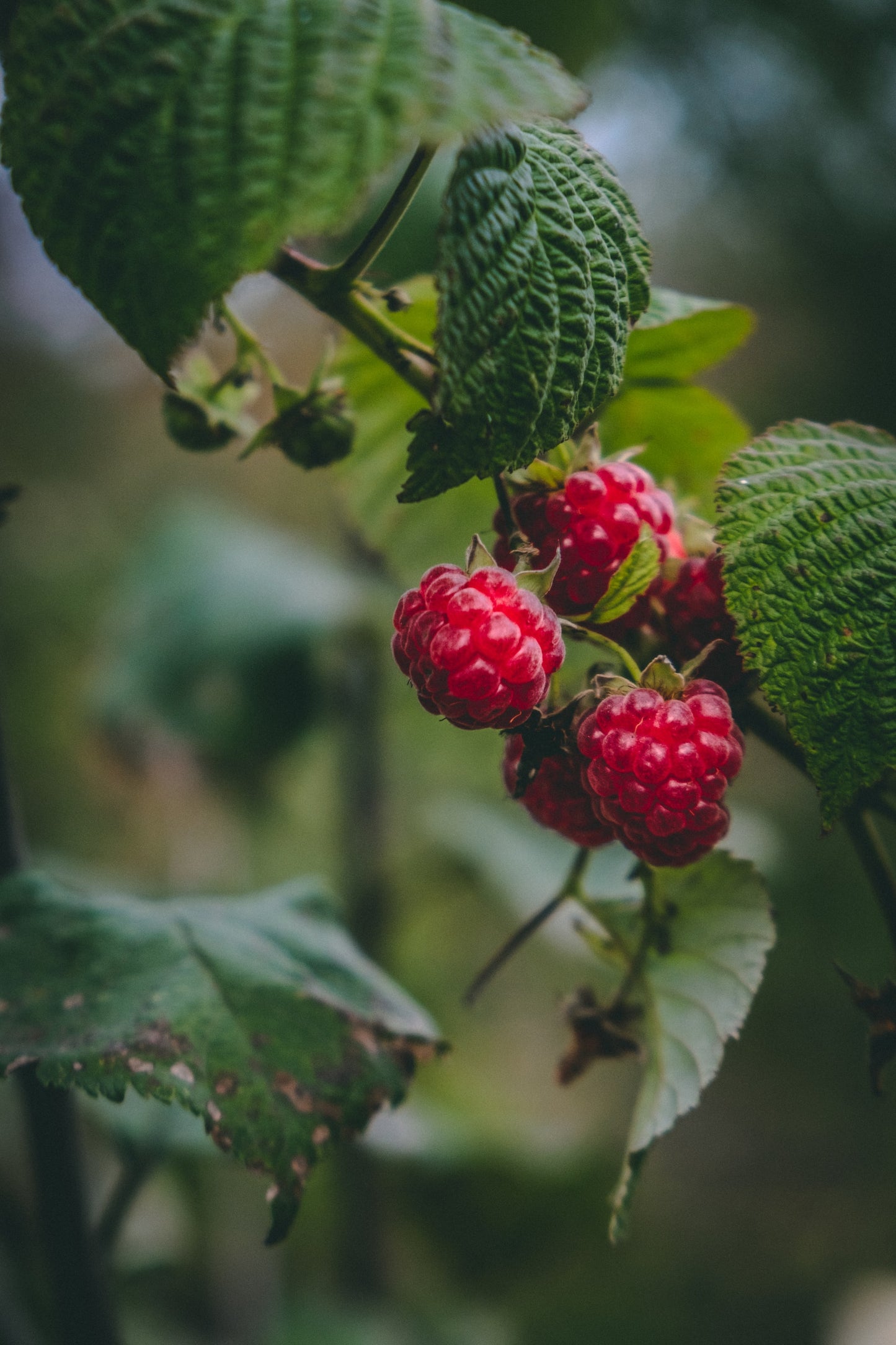 Organic Raspberry Leaf, cut, dried