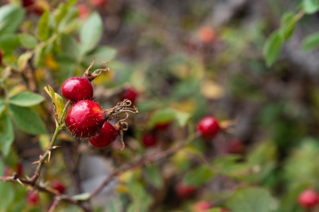 Organic Rose Hips, seedless, cut and dried