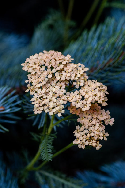 Organic Yarrow Flowers, dried and cut